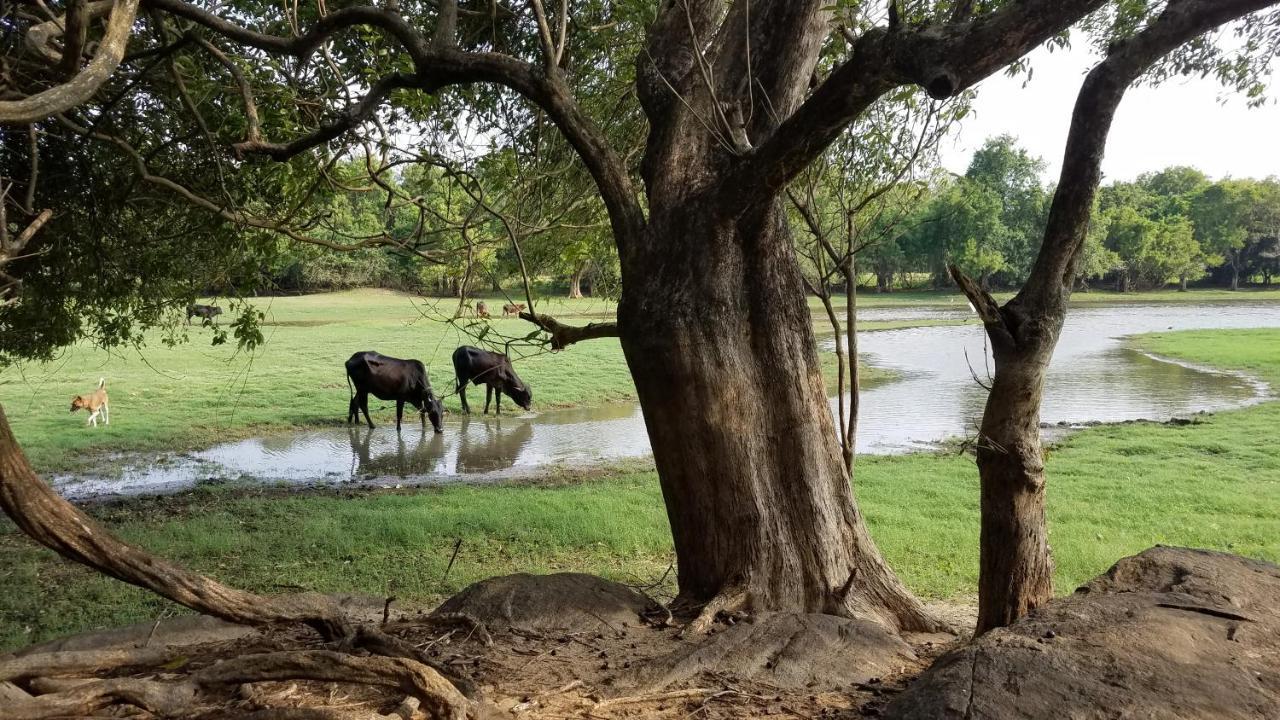 Sigiri Holiday Villa Sigiriya Dış mekan fotoğraf