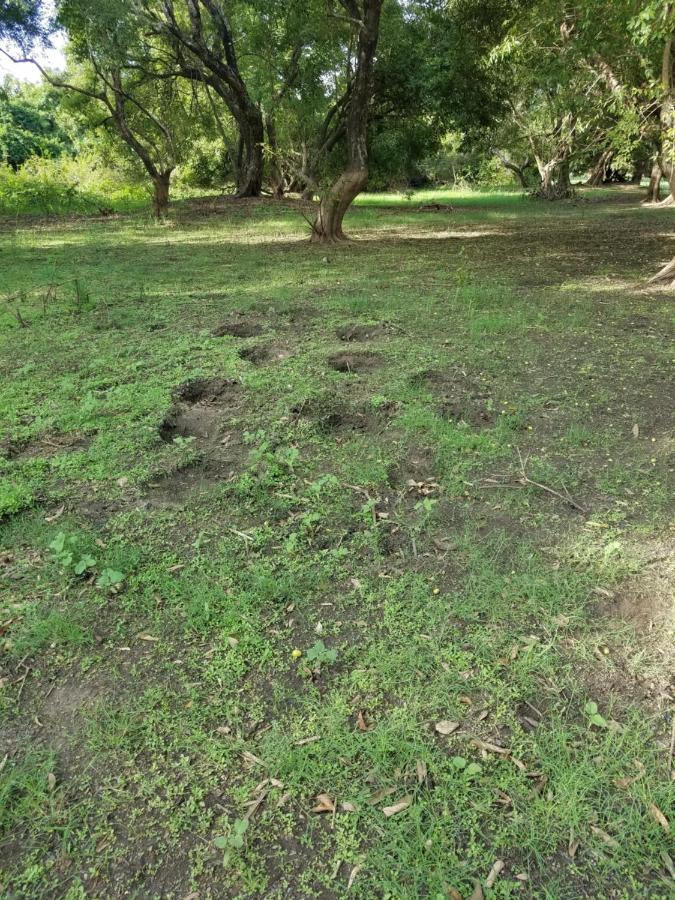 Sigiri Holiday Villa Sigiriya Dış mekan fotoğraf