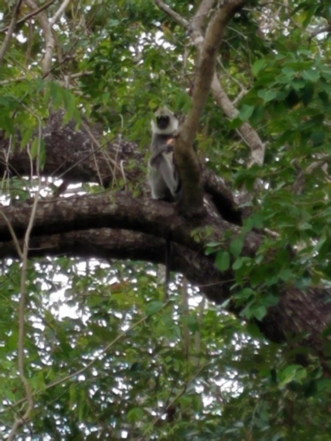 Sigiri Holiday Villa Sigiriya Dış mekan fotoğraf